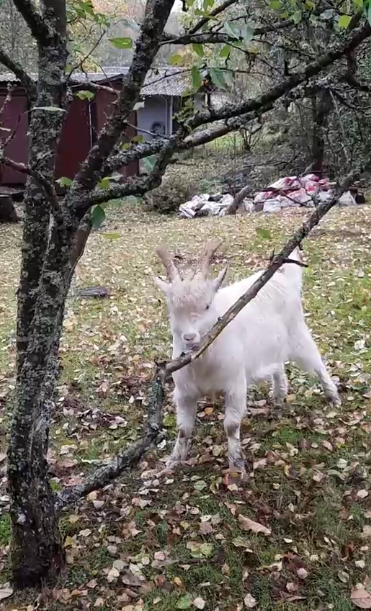 A goat in my
              garden eating my tree